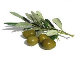 Pflege mit Olivenoel - Vitalife Hautpflegeprodukte
